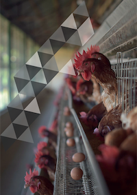 project report format for Poultry farm