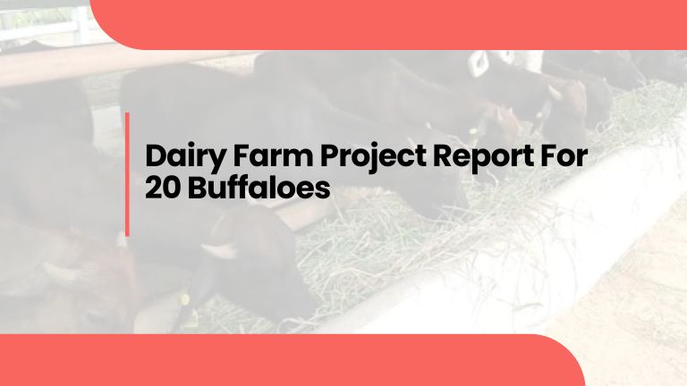 Dairy Farm Project Report for 20 Buffaloes